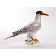 Seeschwalbe, Bunt staffiert