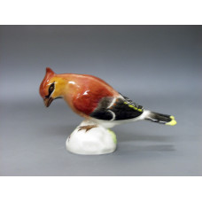 Seidenschwanz, Bunt staffiert