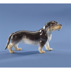 Dachshund stehend n.rechts, Bunt staffiert