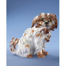 Bologneser Hund sitzend n.rechts, Bunt staffiert