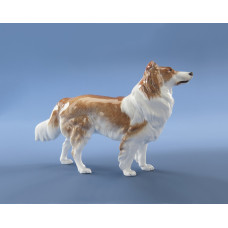 Sch&auml;ferhund Schottischer, Bunt staffiert