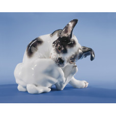 Zwergbulldogge, Bunt staffiert