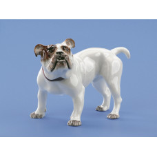 Bulldogge, Bunt staffiert