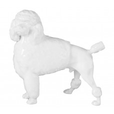 Pudel, Weiß Pudel, Weiß