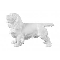 Cockerspaniel stehend, Weiß